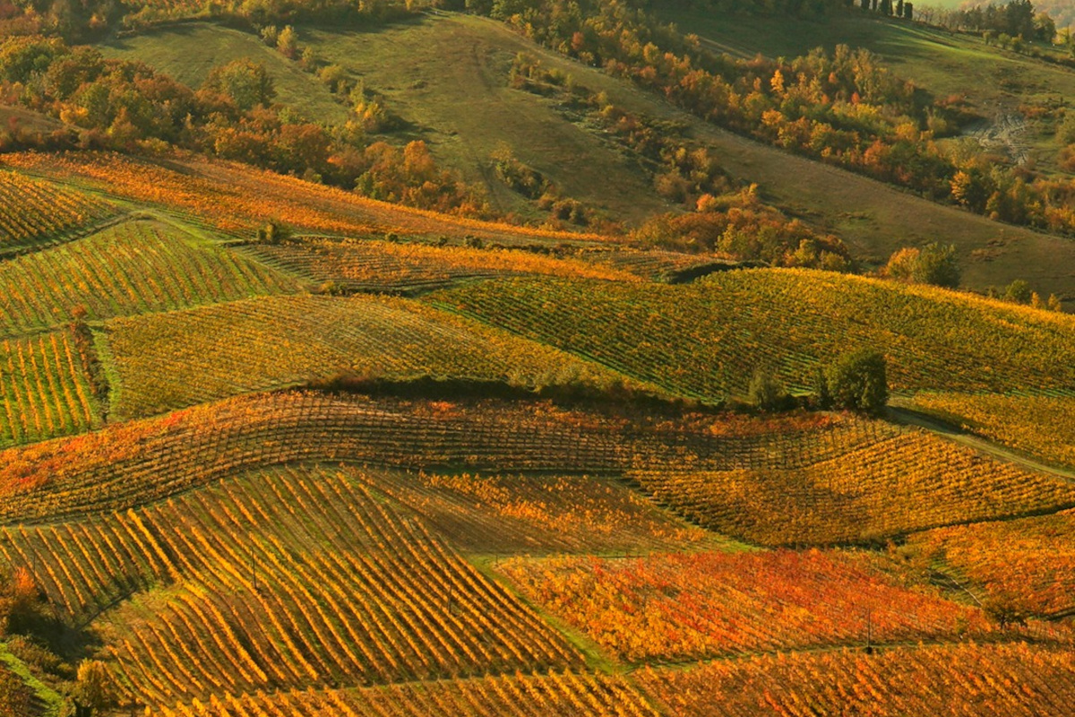 Vendemmia in Oltrepò: buona qualità delle uve, ma la filiera chiede aiuto