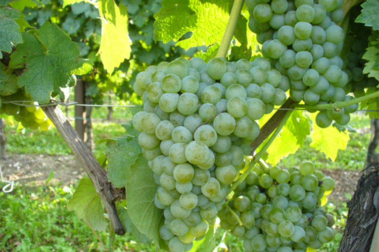 L'Orpicchio - foto: Registro nazionale delle Variet&agrave; di Vite