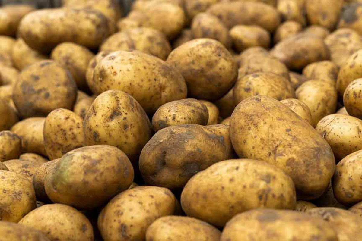 La Patata dell'Alto Viterbese Igp presenta forma ovale o ovale allungata Patata dell'Alto Viterbese Igp Saporito interprete del territorio