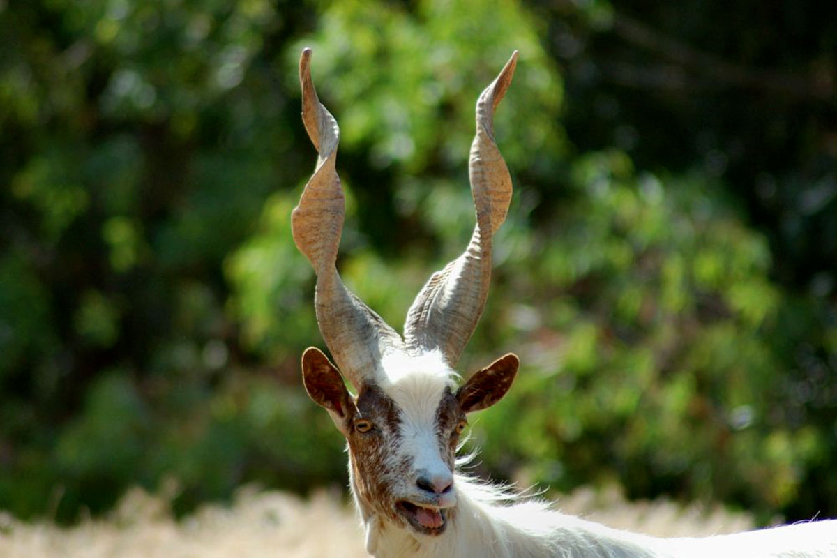 La capra girgentana Di mucca, di capra, di pecora o asina: il giro d'Italia dei formaggi