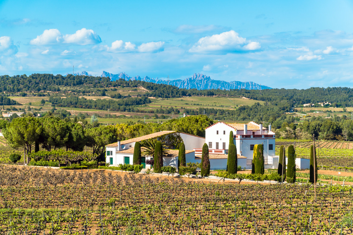 Viaggio fra le vigne del Penedès, la terra del Cava vicino a Barcellona