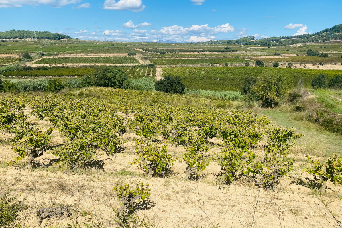 Viaggio fra le vigne del Penedès, la terra del Cava vicino a Barcellona