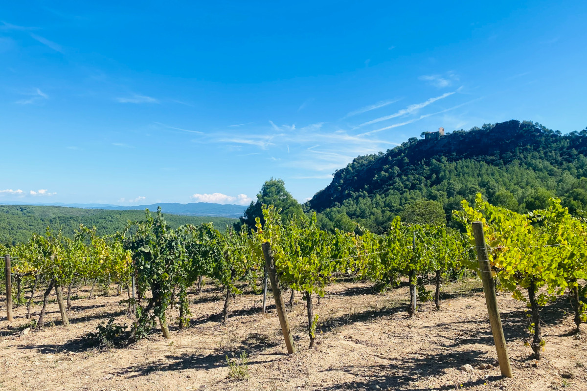Viaggio fra le vigne del Penedès, la terra del Cava vicino a Barcellona