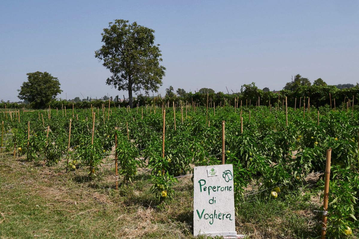 Il peperone di Voghera diventa ufficialmente Presidio Slow Food