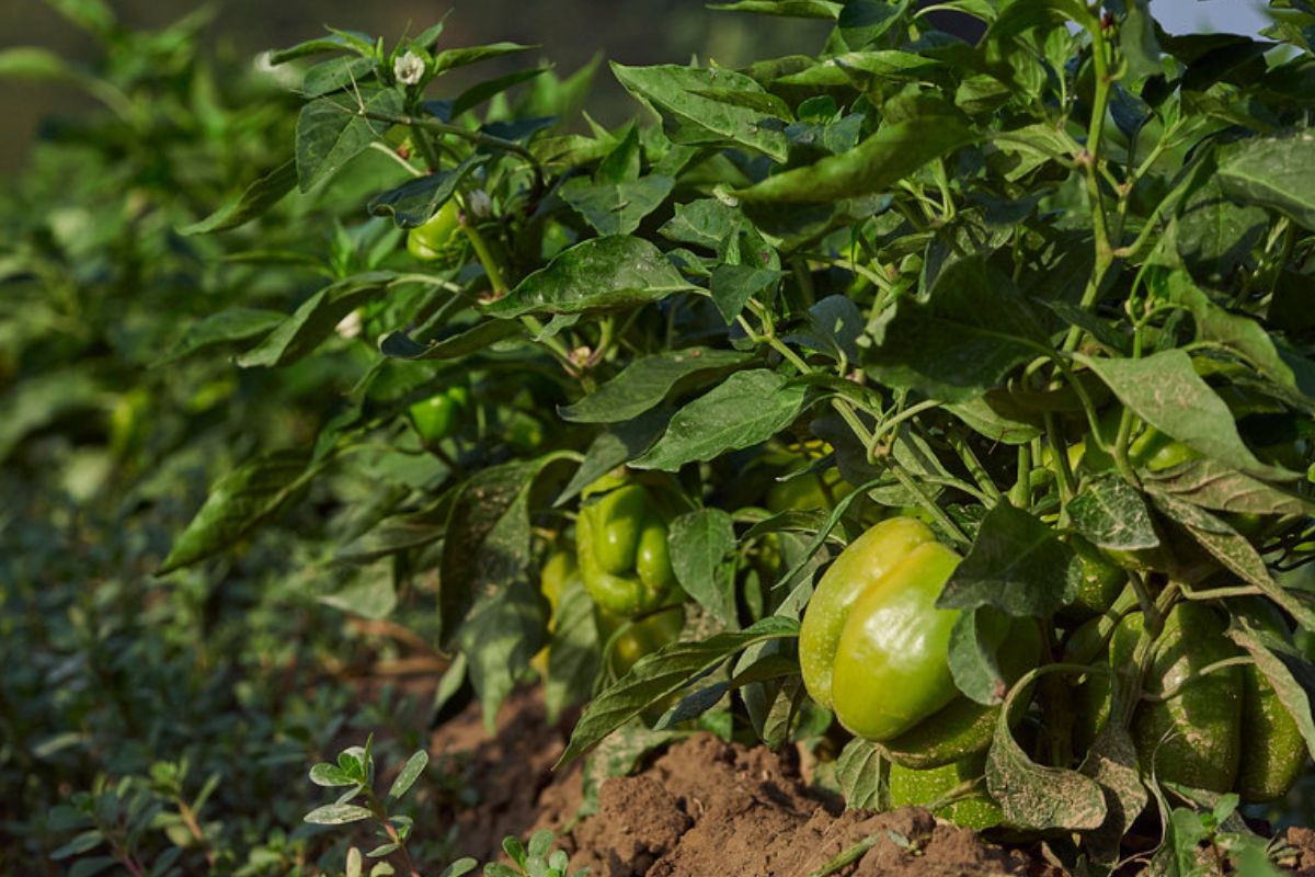 Il peperone di Voghera diventa ufficialmente Presidio Slow Food