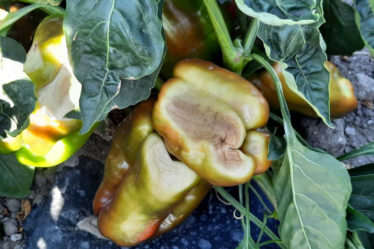 Peperoni bruciati dal caldo Troppo caldo, niente pioggia e le colture bruciano. L'agricoltura lancia l'allarme