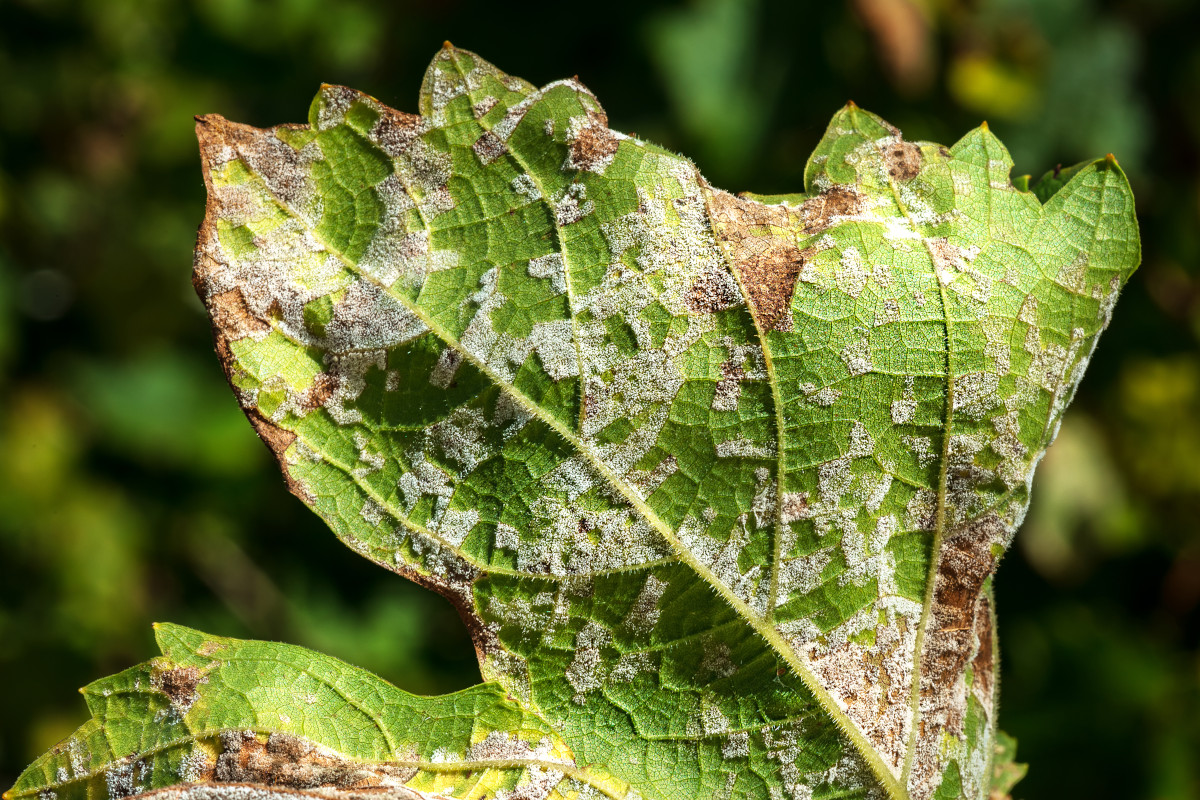 Vendemmia, allarme peronospora: cali al 40%. Abruzzo e Molise le più colpite