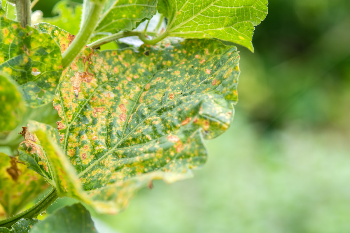 Vendemmia, allarme peronospora: cali al 40%. Abruzzo e Molise le più colpite