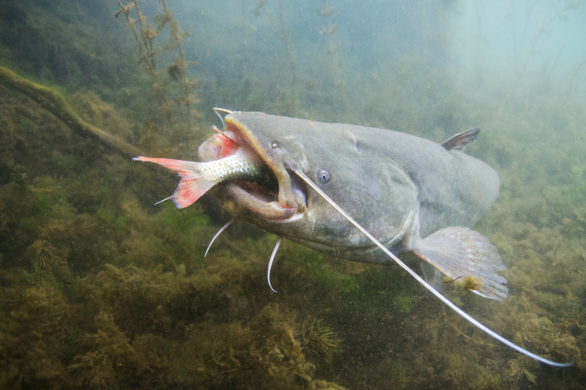 Invasioni biologiche: un rischio per la sicurezza alimentare e la salute dell'uomo