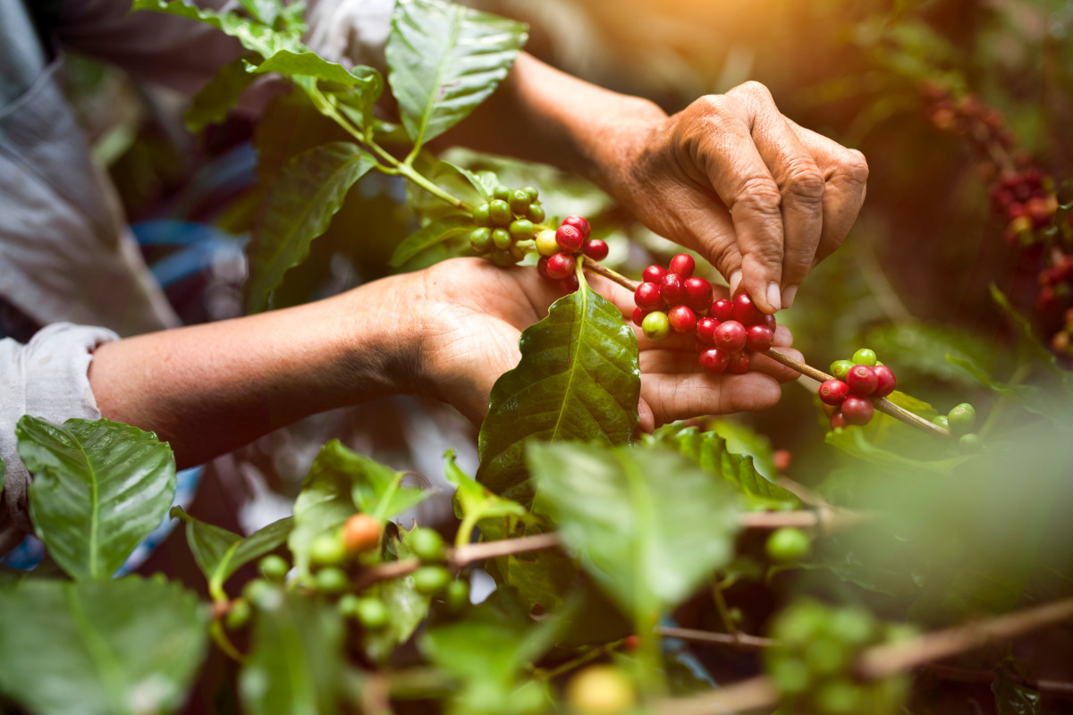 Il difetto dell'espresso italiano: una scoperta amara nei ristoranti