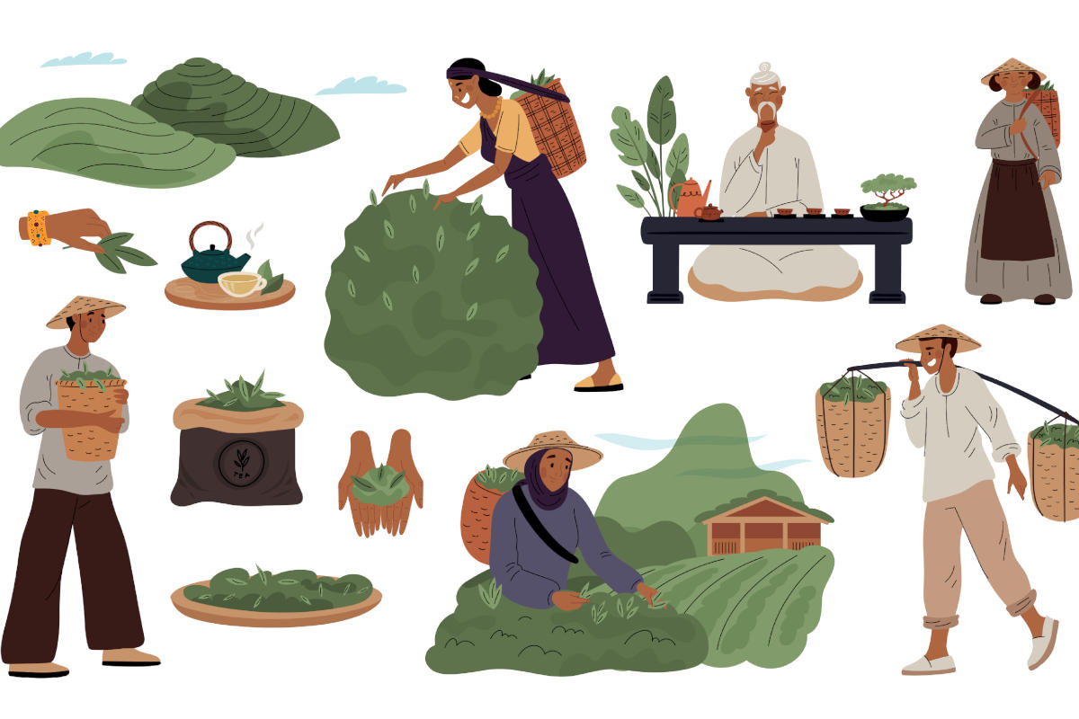 Il tè, cos'è: dalla pianta (la £$Camelia sinensis$£) alla raccolta