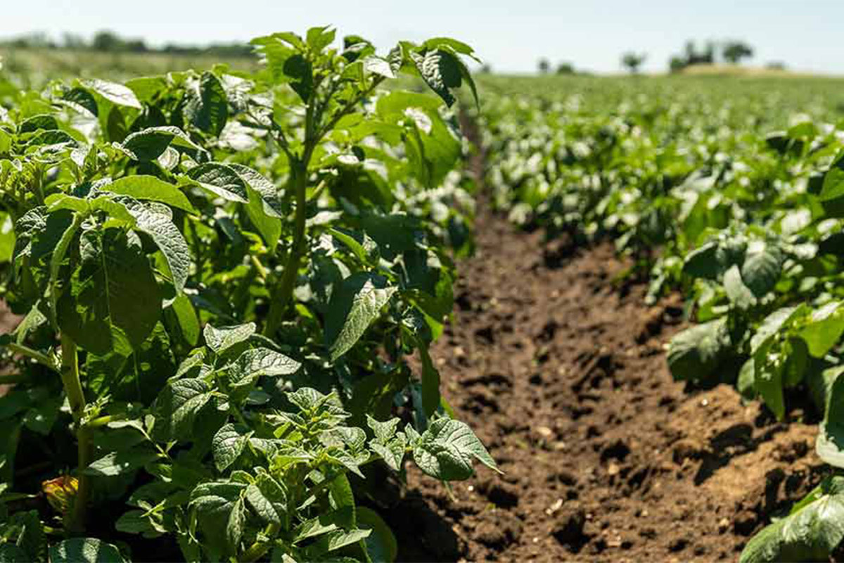 Le piantine. Per la semina&nbsp; si procede da met&agrave; febbraio al 15 maggio Patata dell'Alto Viterbese Igp Saporito interprete del territorio