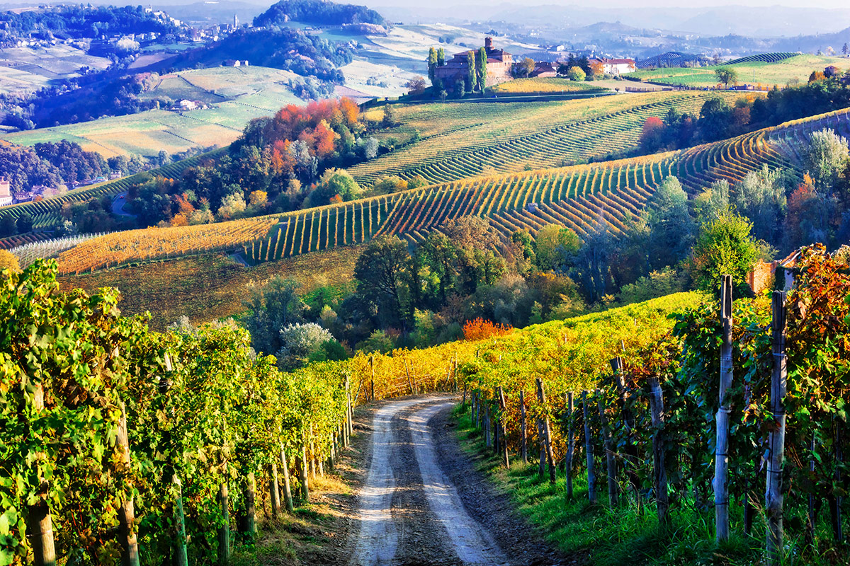 Piemonte vinicolo: bene la produzione, cresce il biologico, boom del rosato