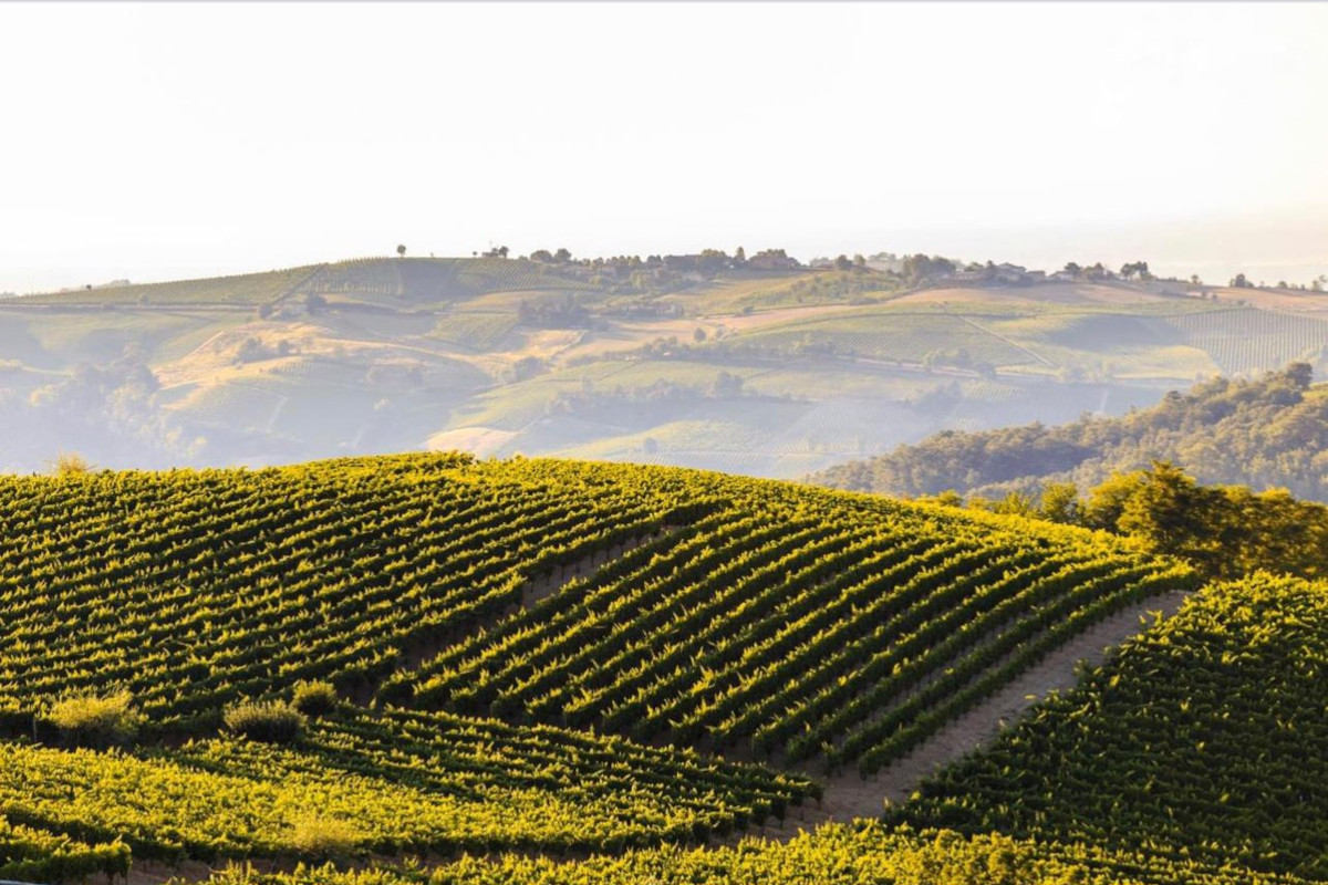 In Oltrepò Pavese alla scoperta del Pinot Nero