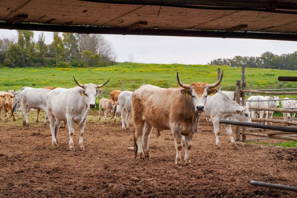 Pirata Suino: a Roma un allevamento etico e un circolo virtuoso del cibo Pirata Suino: a Roma un allevamento etico e un circolo virtuoso del cibo