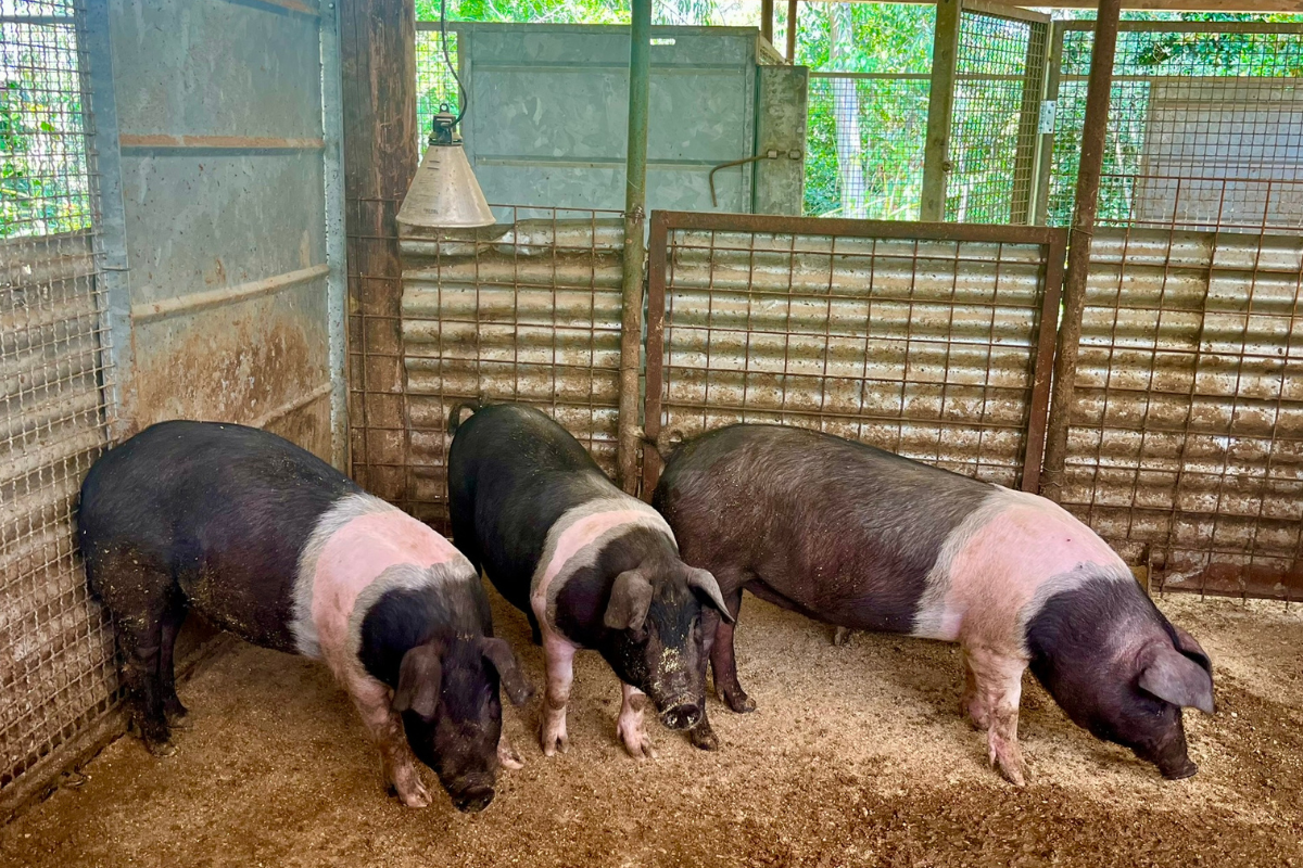 Pirata Suino: a Roma un allevamento etico e un circolo virtuoso del cibo Pirata Suino: a Roma un allevamento etico e un circolo virtuoso del cibo