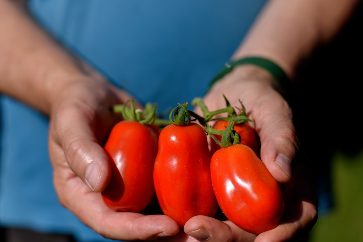 Carrello della spesa, giù il prezzo di cozze e pomodori