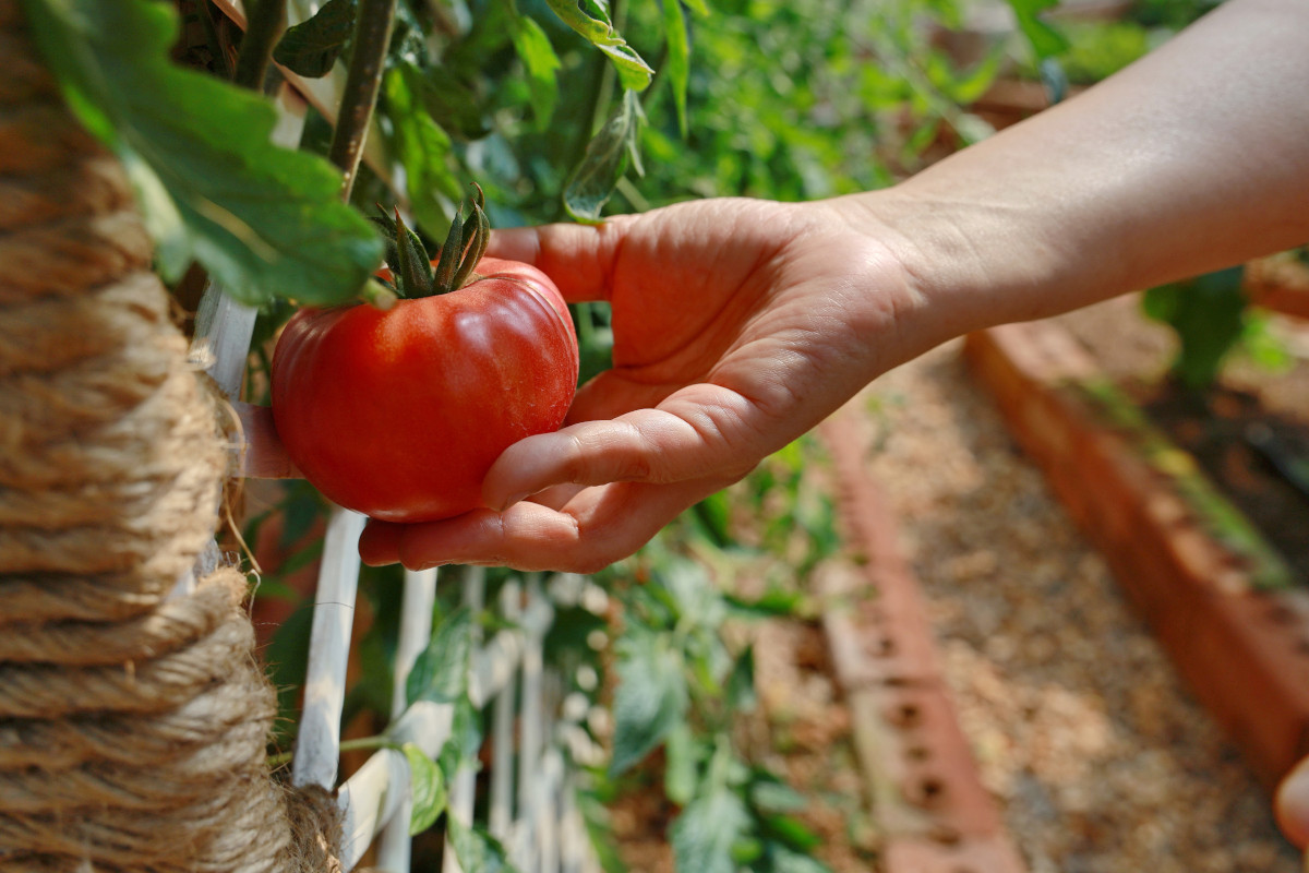 Pomodoro, vero concentrato di salute: ecco tutte le proprietà