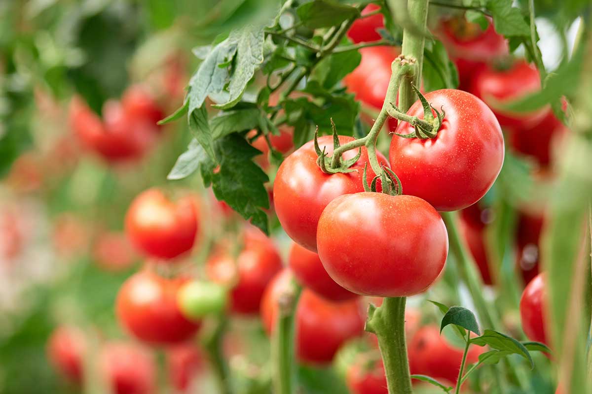 Concentrato di pomodoro con pestici e lavoratori sfruttati: nei guai un'azienda di conserve