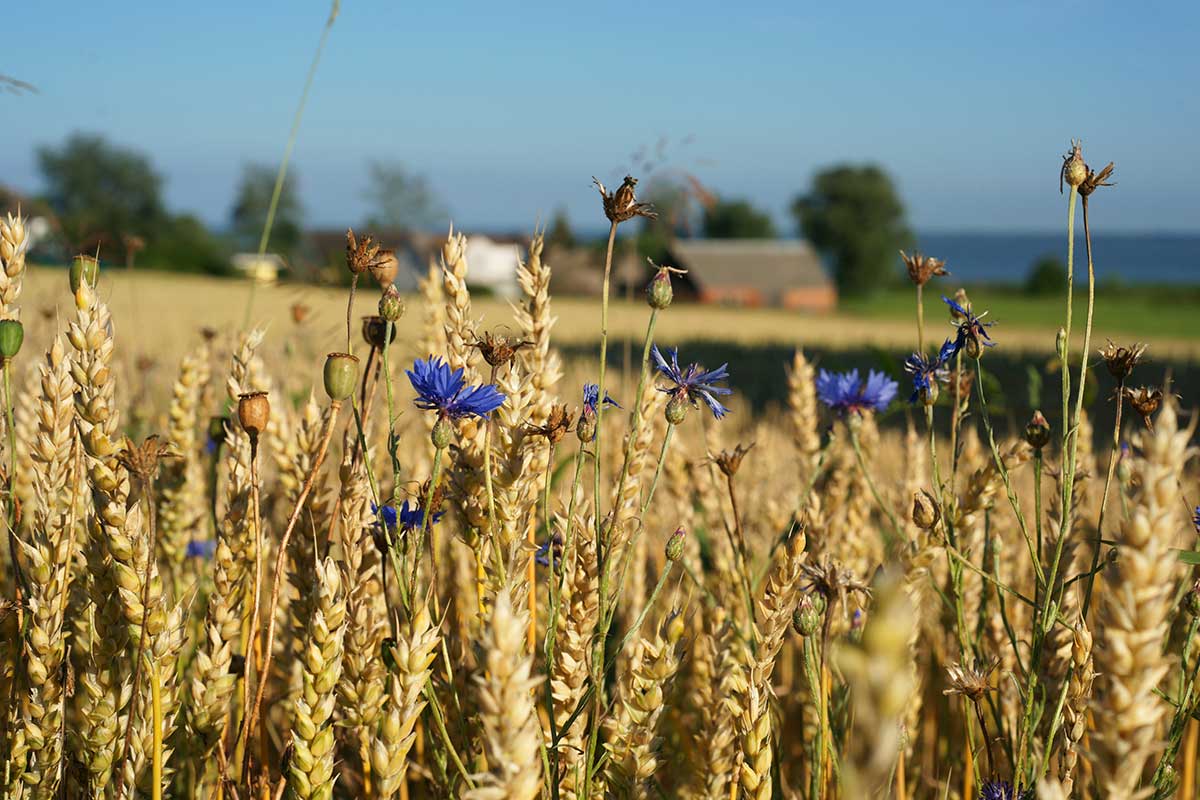 Secondo l'Indice Fao i prezzi dei prodotti alimentari sono in aumento del +1,2% a settembre Prezzi dei prodotti alimentari in aumento. La Fao: attenzione ai cereali