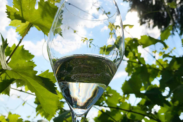 La produzione di Conegliano Valdobbiadene &egrave; cresciuta fino a 90 milioni di bottiglie  (Via Prosecco dall&rsquo;etichetta E si accendono le polemiche)