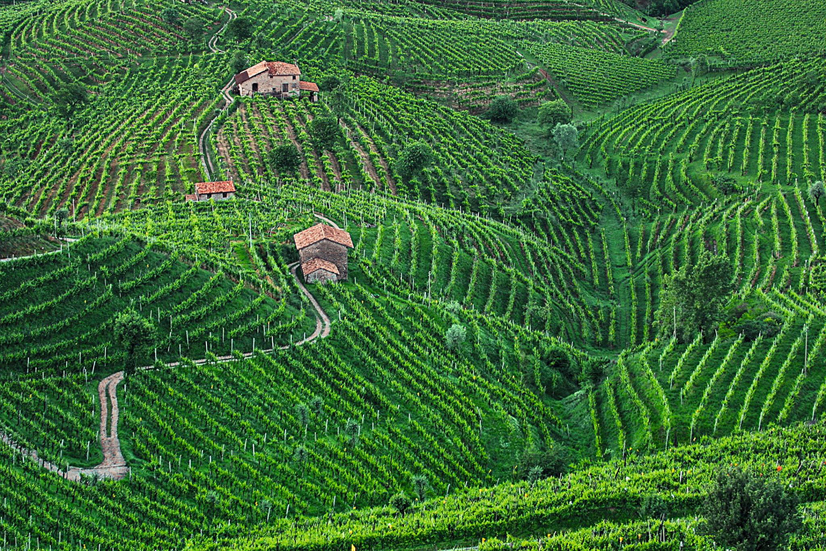 Le colline del Prosecco Export, fuori dall'Unione Europea vola più Prosecco che Champagne