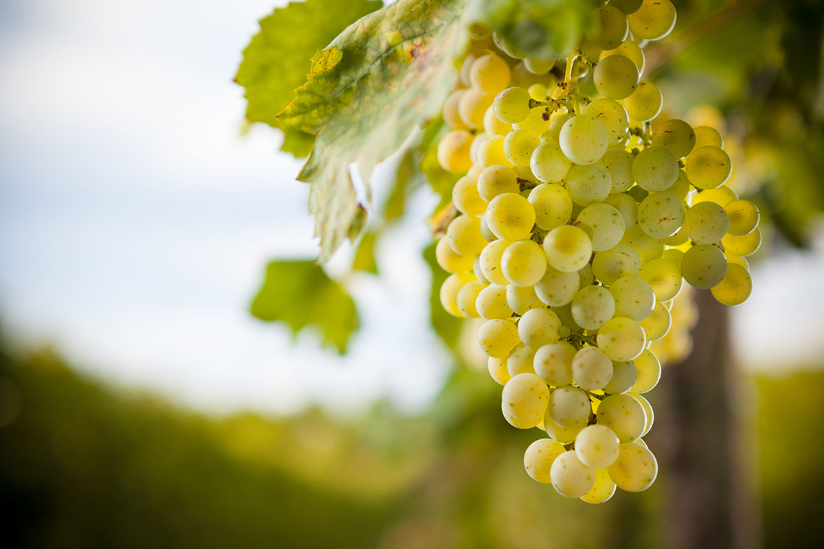 La vendemmia del Prosecco Prosecco, vendemmia in chiaroscuro: bene la qualità, meno la quantità