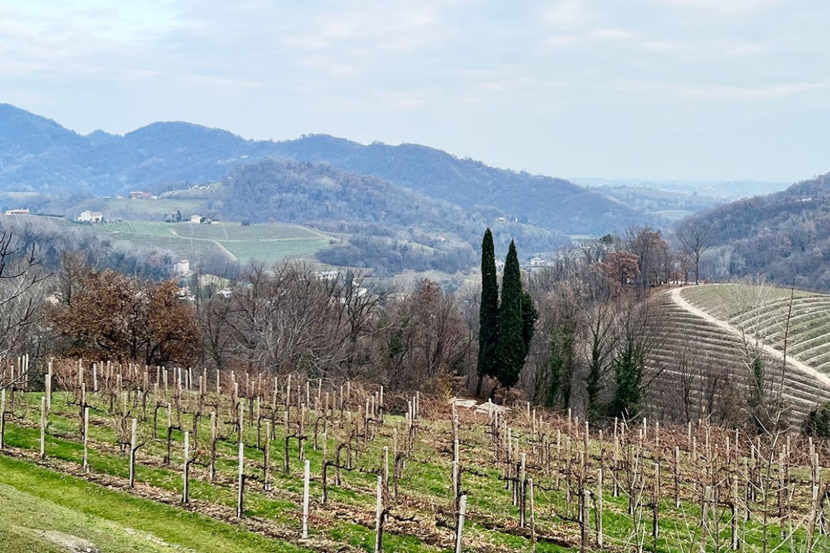 Vino, il clima impazzito minaccia il settore. I produttori: «Siamo preoccupati»