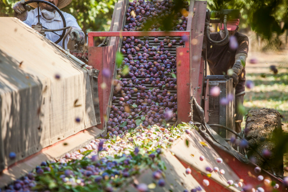 Prugne della California: sostenibilità sicurezza alimentare e gusto distintivo