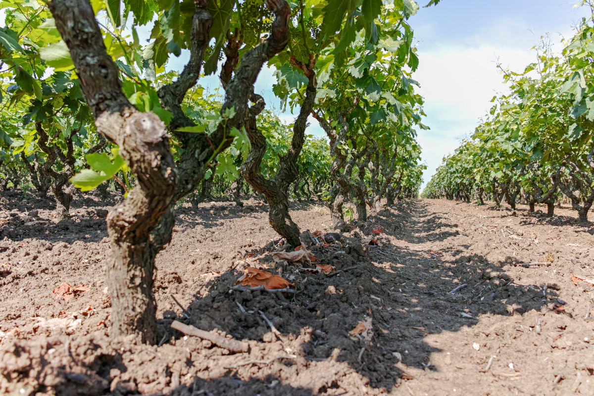 Tre Bicchieri 2023, in Puglia il primato del primitivo