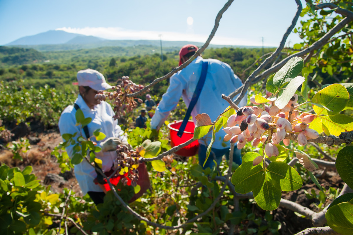 La raccolta del pistacchio a Bronte  Dal pistacchio al miele dalle fragole alle mele: tutto il gusto dell’Etna