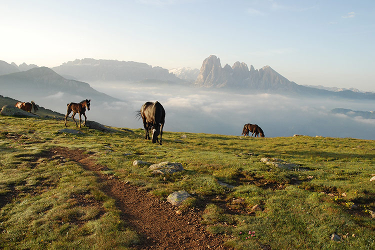 Alpeggio e transumanza rientrano nei temi del progetto della Val Gardena