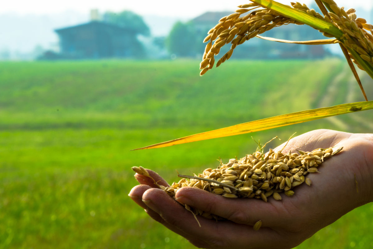 Coldiretti: no al riso trattato con il Triciclazolo