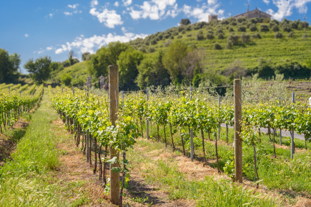 I migliori vini del Lazio secondo il Gambero Rosso Tre Bicchieri 2023 del Lazio, tra luci e ombre