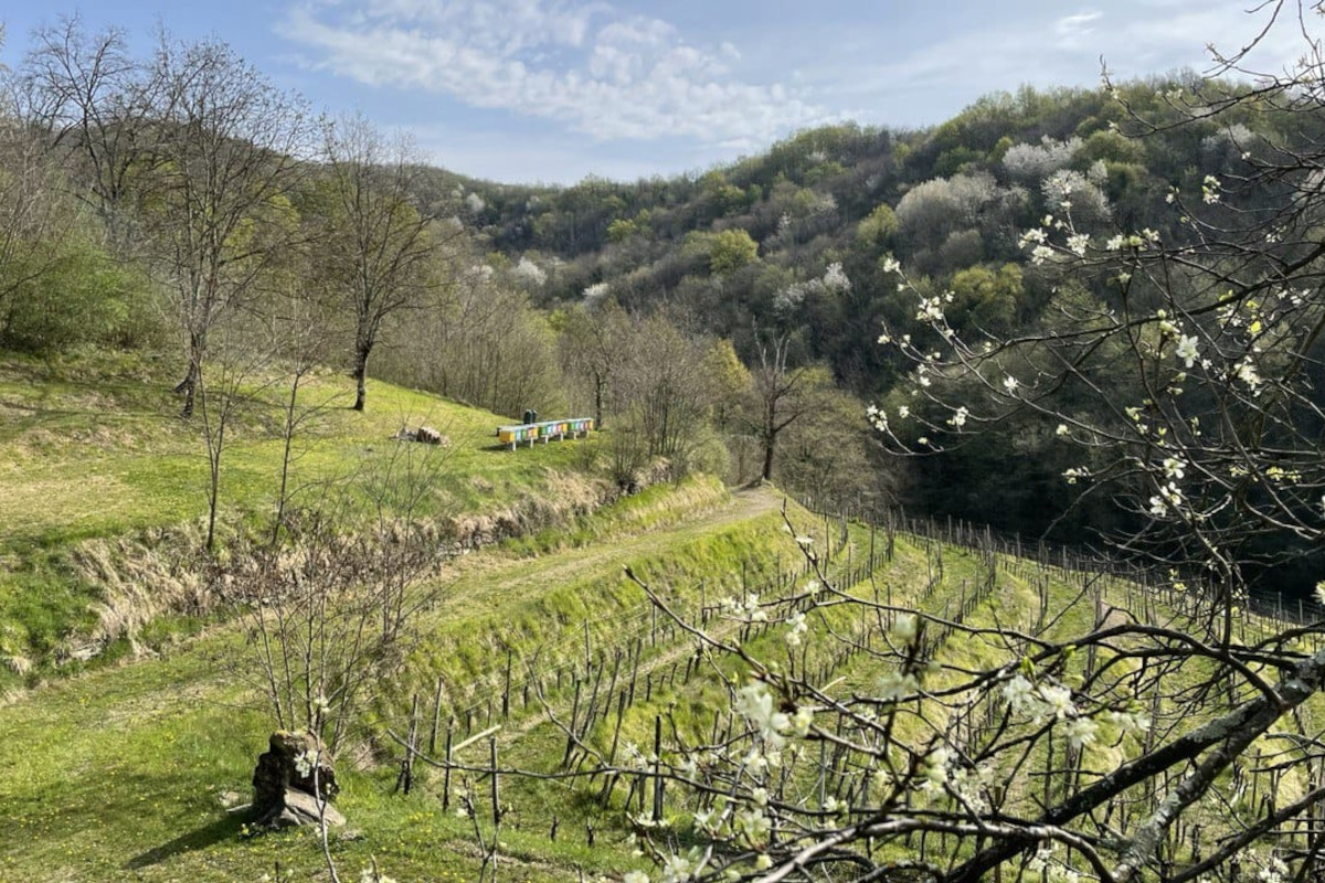 Ronchi Rò, l'agriturismo che fa rete per il territorio