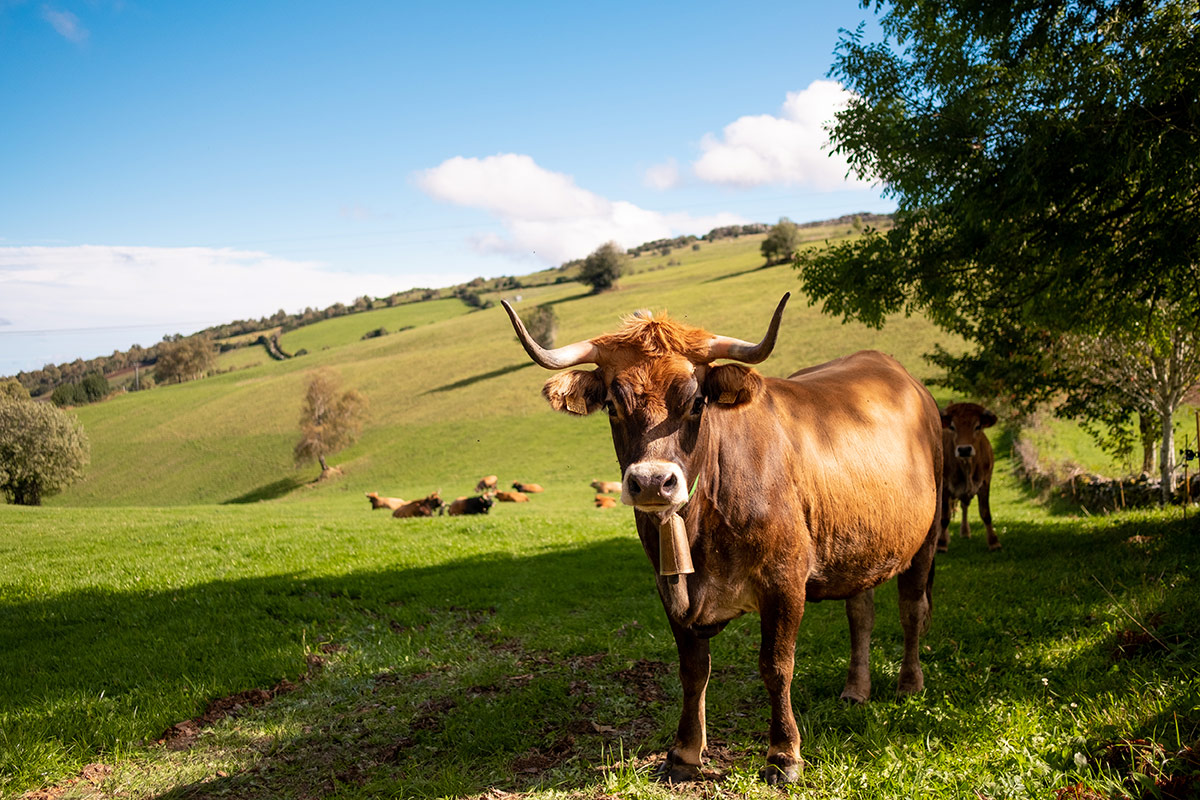 Carne: i segreti per sceglierla, cuocerla, salarla e ordinarla