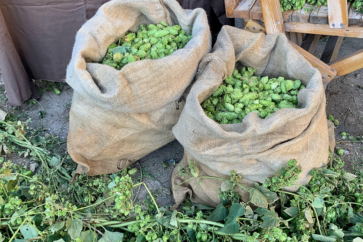 Birra, prezzi in rialzo per il climate change. E in Italia il settore tentenna