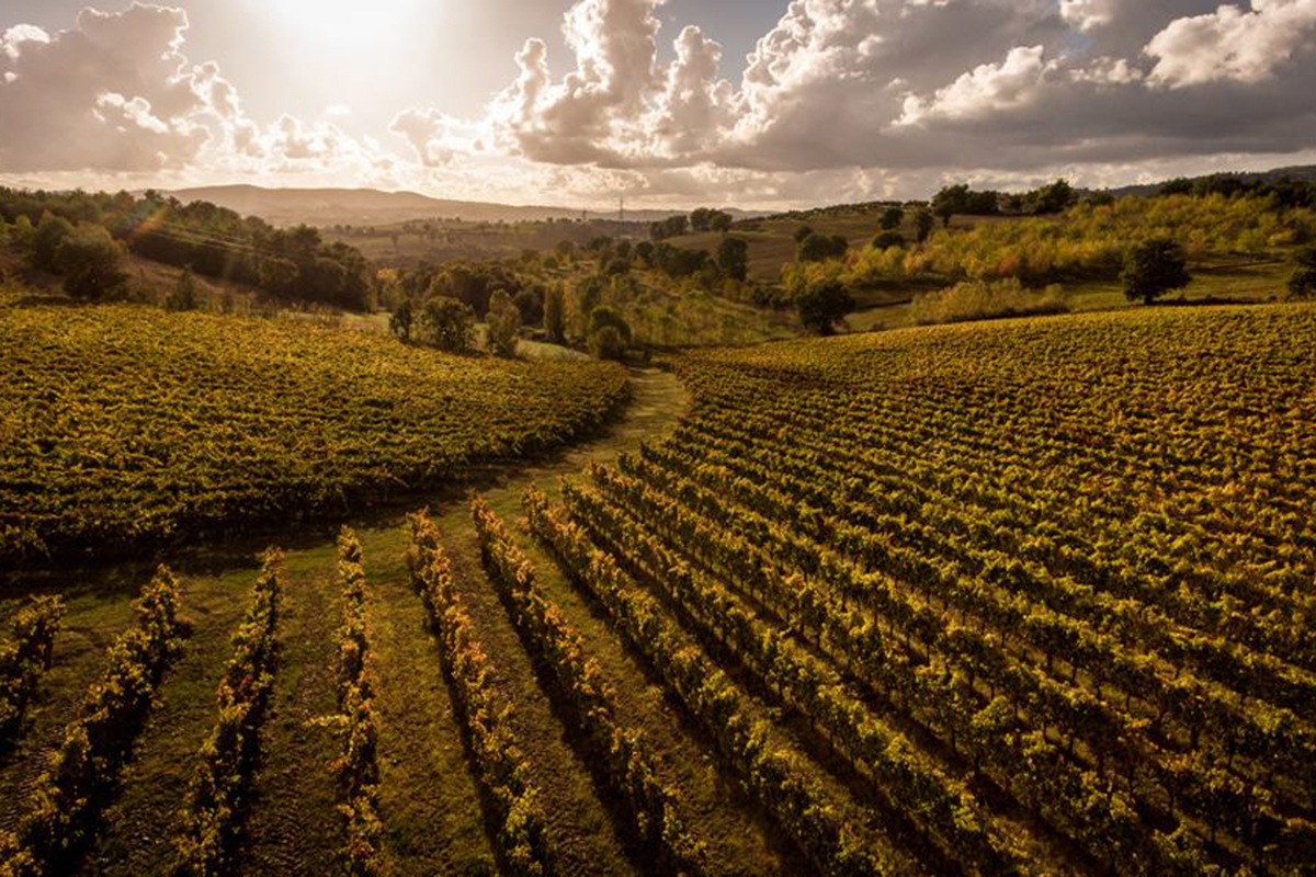 Un territorio unico Anteprima Montefalco Sagrantino, vendemmia 2018 da quattro stelle