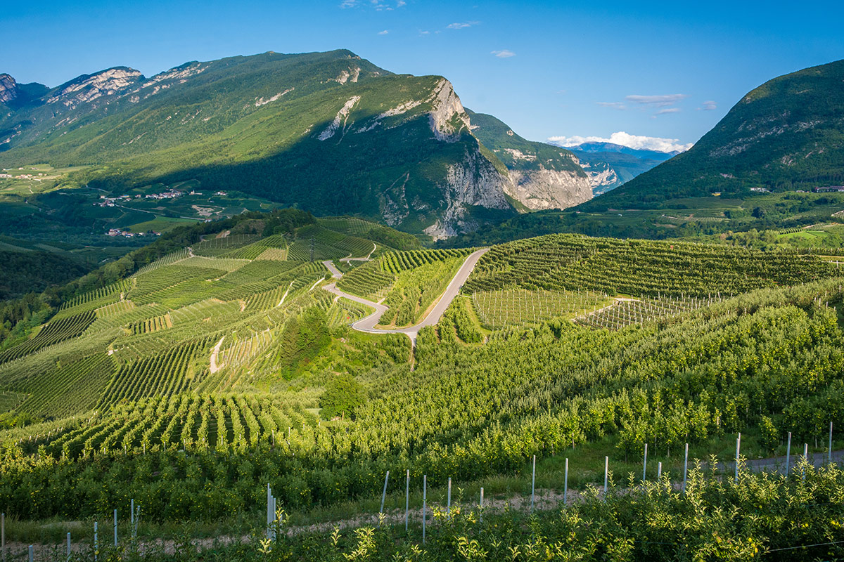 Vigneti nella Valle dell'Adige Santa Margherita da 60 anni pioniera della spumantizzazione a Valdobbiadene