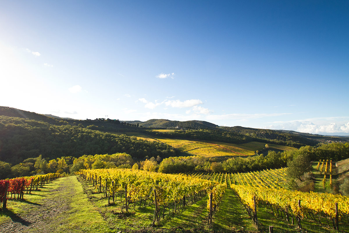 Vigneti a Lamole, in Toscana Le nuove sfide di Santa Margherita: multicanalità ed enoturismo