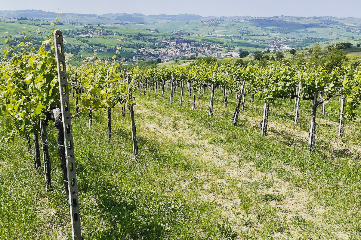 Calici & Sapori: la festa del vino e del cibo a Santa Maria della Versa