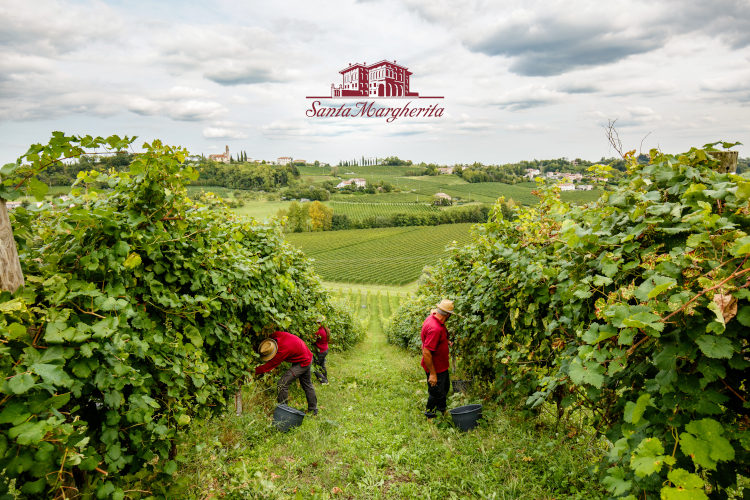 Dal mito del Pinot grigio al  Mosaico del vino italiano