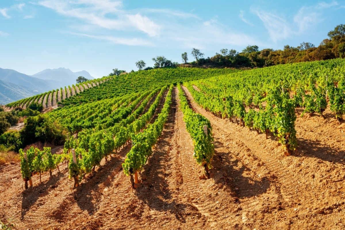 La Sardegna sarà la nuova Provenza? «Qui presto il boom del rosé»