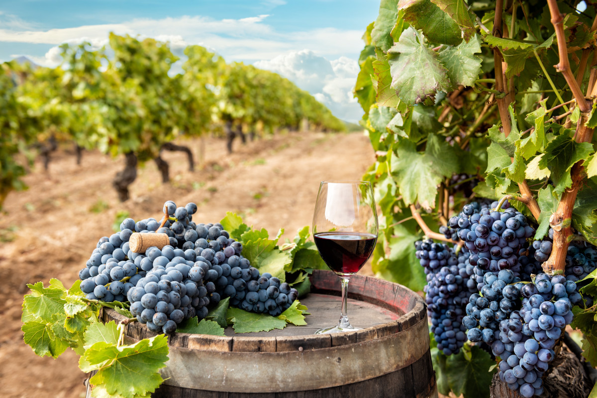 Tesori enologici in Sardegna: viaggio sensoriale tra cantine e vitigni