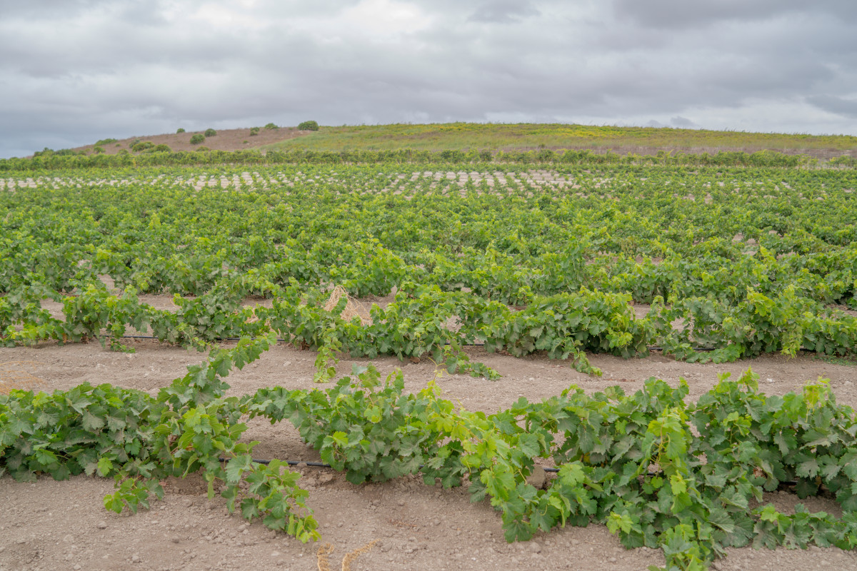 Tesori enologici in Sardegna: viaggio sensoriale tra cantine e vitigni