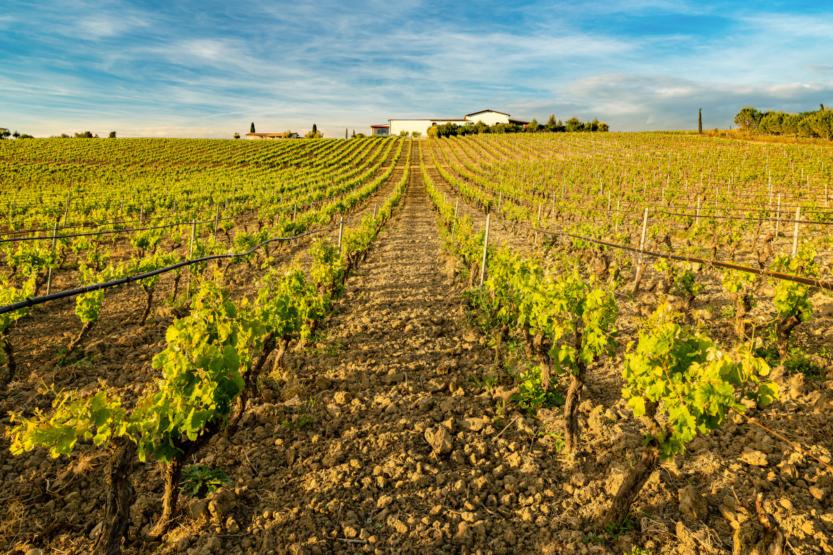 Tesori enologici in Sardegna: viaggio sensoriale tra cantine e vitigni