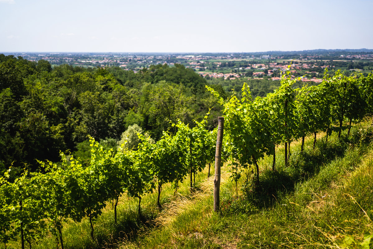 Vigneti a Savorgnano Alla scoperta del Friuli Venezia Giulia, dai colli fino a Trieste