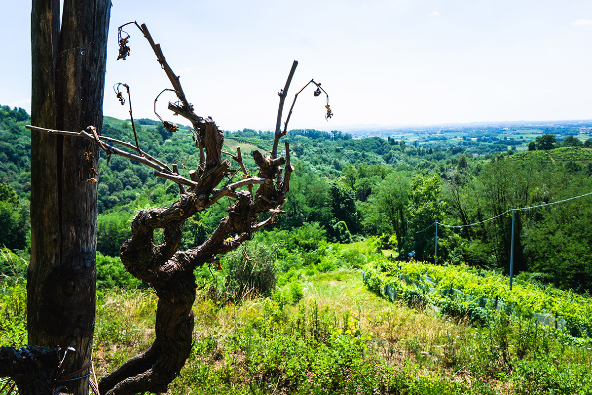 Alla scoperta del Friuli Venezia Giulia, dai colli fino a Trieste