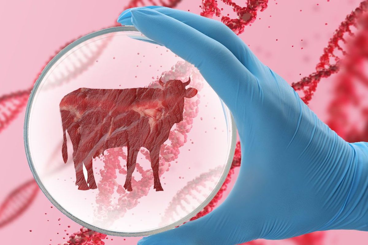 Carne coltivata, dietrofront del Governo sul disegno di legge che la vietava?