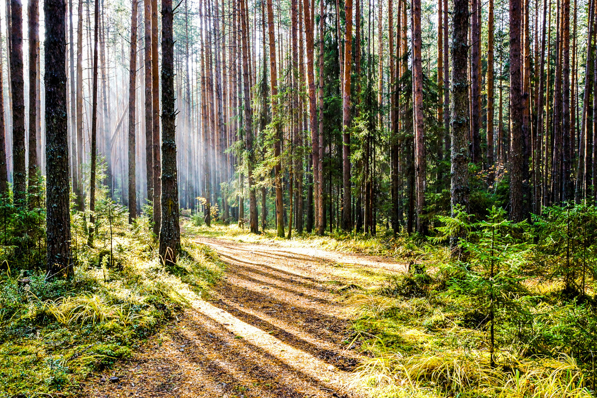 Viaggio nella Cittaslow per le giornate delle foreste e dell'acqua Viaggio nella Cittaslow per le giornate delle foreste e dell'acqua